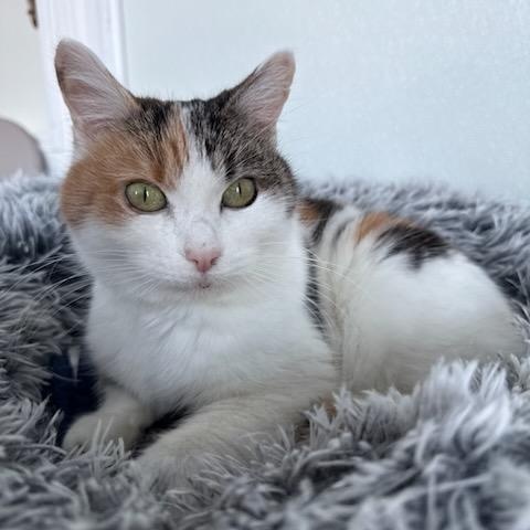 Enlarge Precious, an adoptable Domestic Short Hair in Greensburg, PA image 1/3