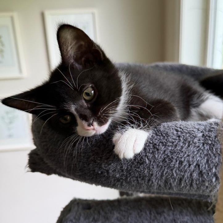 Enlarge Tye, a Adoptable Domestic Short Hair in Chaska, MN image 2/6