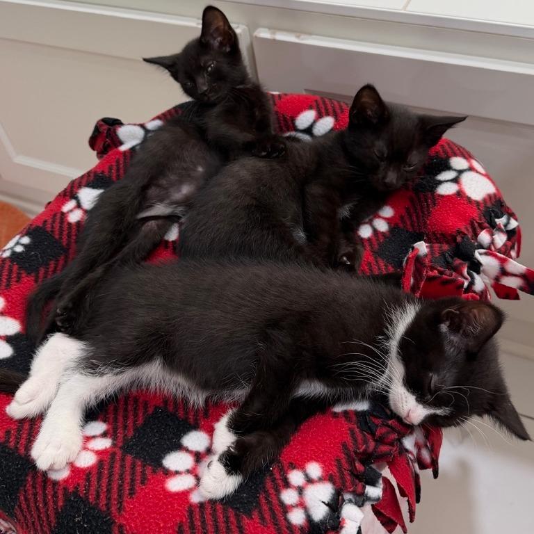 Enlarge Tye, a Adoptable Domestic Short Hair in Chaska, MN image 3/6