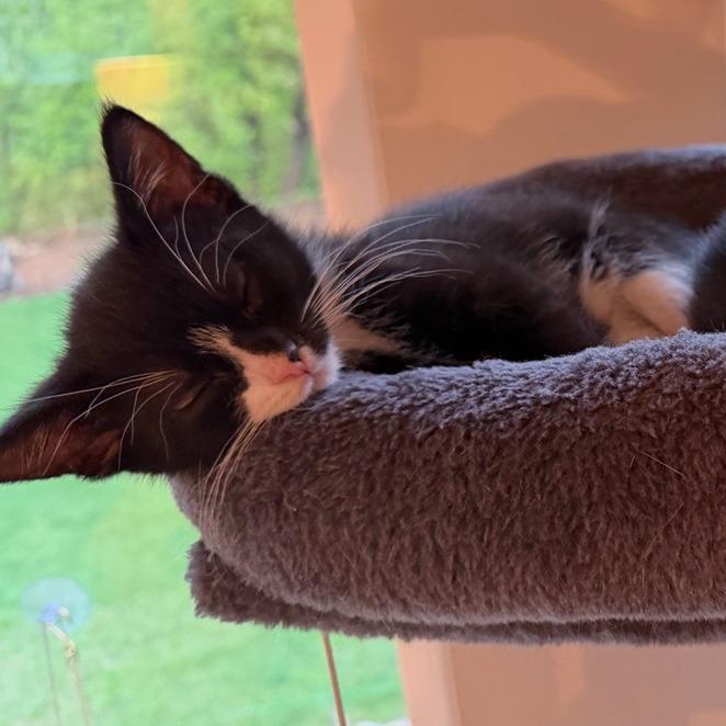 Enlarge Tye, a Adoptable Domestic Short Hair in Chaska, MN image 4/6