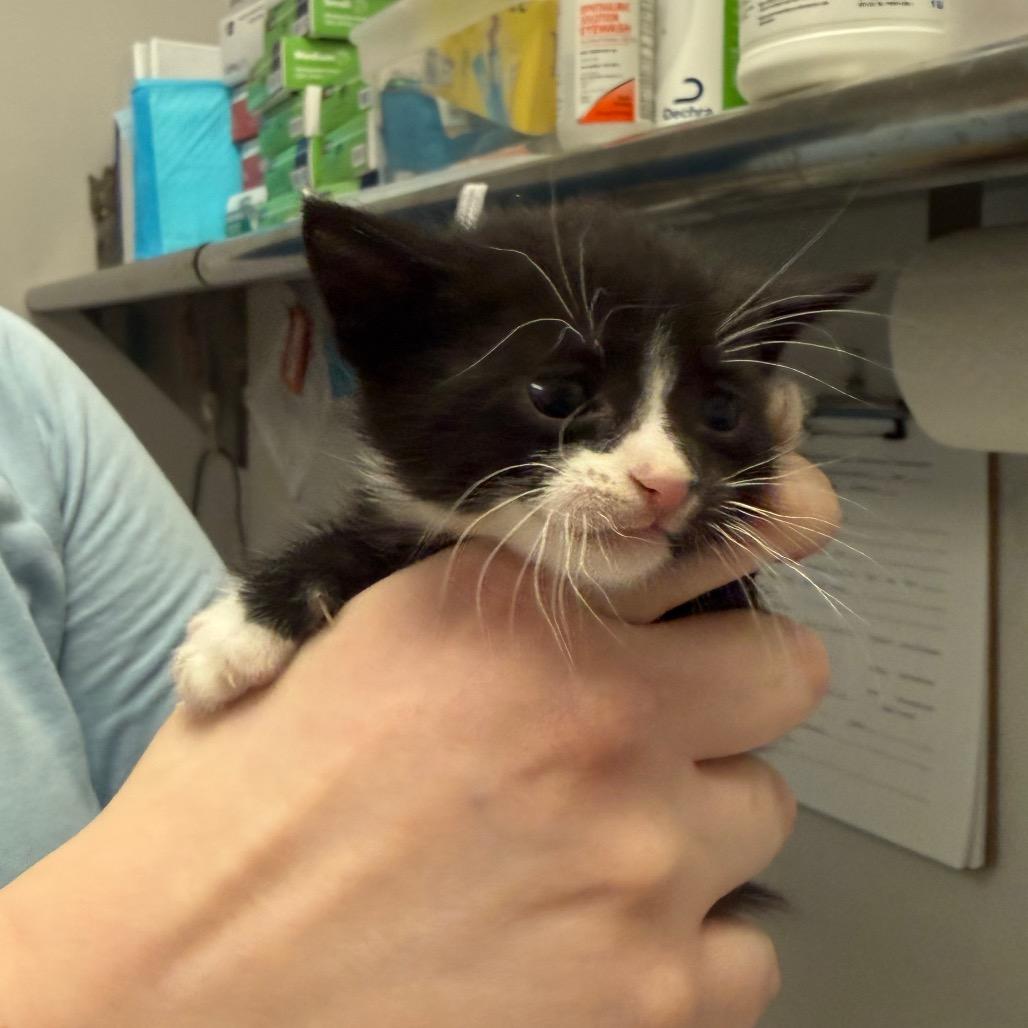 Enlarge Tye, a Adoptable Domestic Short Hair in Chaska, MN image 5/6