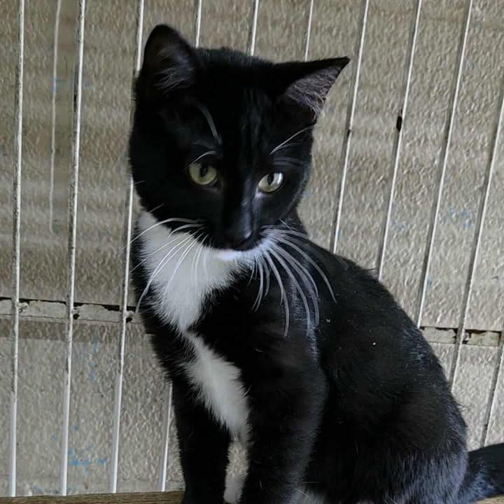 Carly, Adoptable, Young Female Domestic Short Hair.