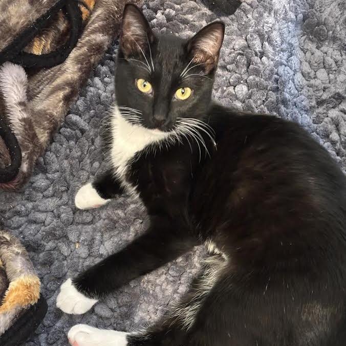 Enlarge Carly, a Adoptable Domestic Short Hair in Madison, WI image 2/6