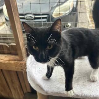 Enlarge Carly, a Adoptable Domestic Short Hair in Madison, WI image 3/6