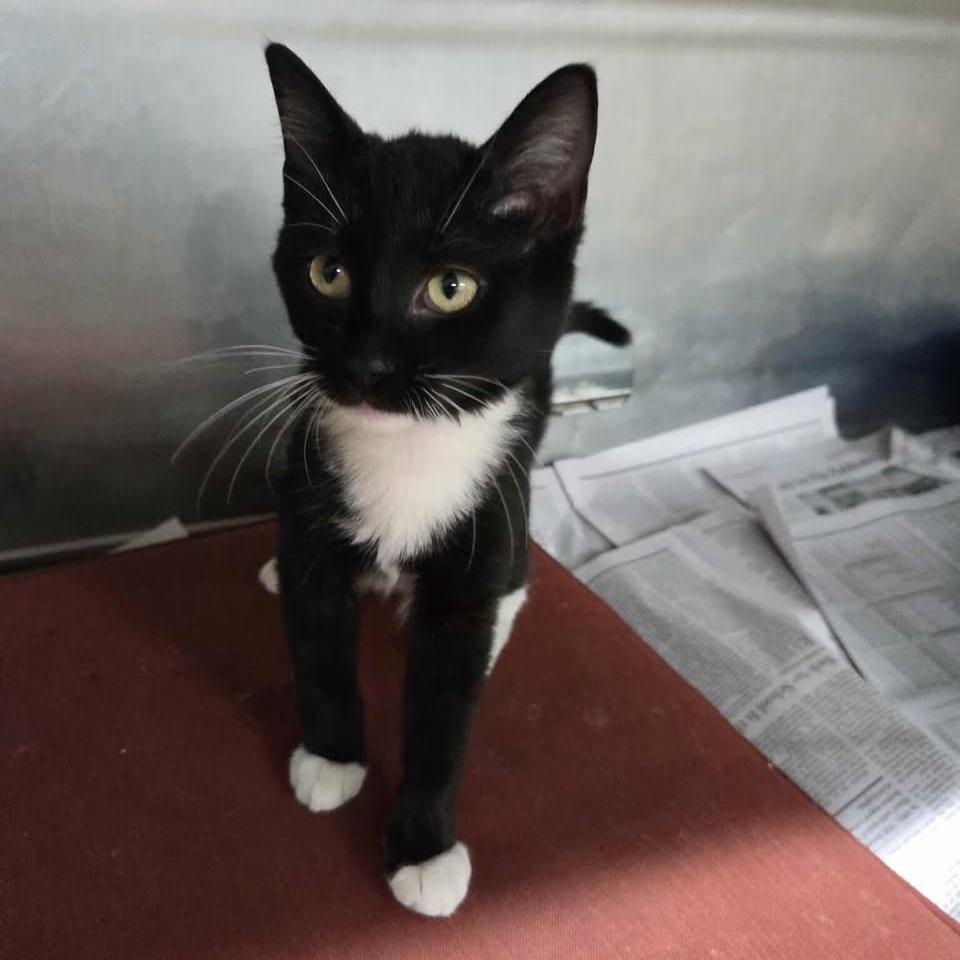 Enlarge Carly, a Adoptable Domestic Short Hair in Madison, WI image 4/6