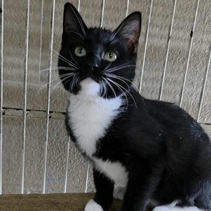 Enlarge Carly, a Adoptable Domestic Short Hair in Madison, WI image 5/6