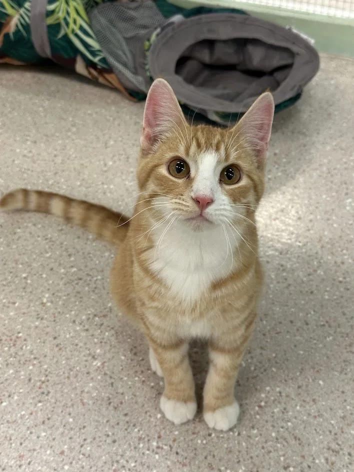 Enlarge Graham, a ADOPTABLE Domestic Short Hair in Winona, MN image 2/6