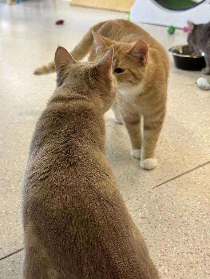 Enlarge Graham, a ADOPTABLE Domestic Short Hair in Winona, MN image 5/6