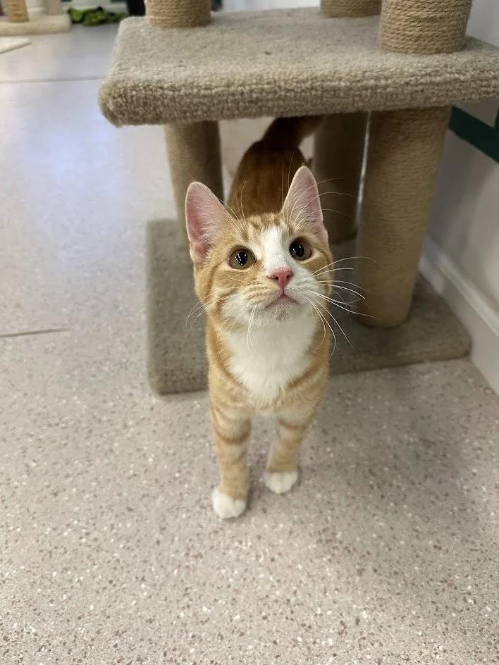 Enlarge Graham, a ADOPTABLE Domestic Short Hair in Winona, MN image 6/6