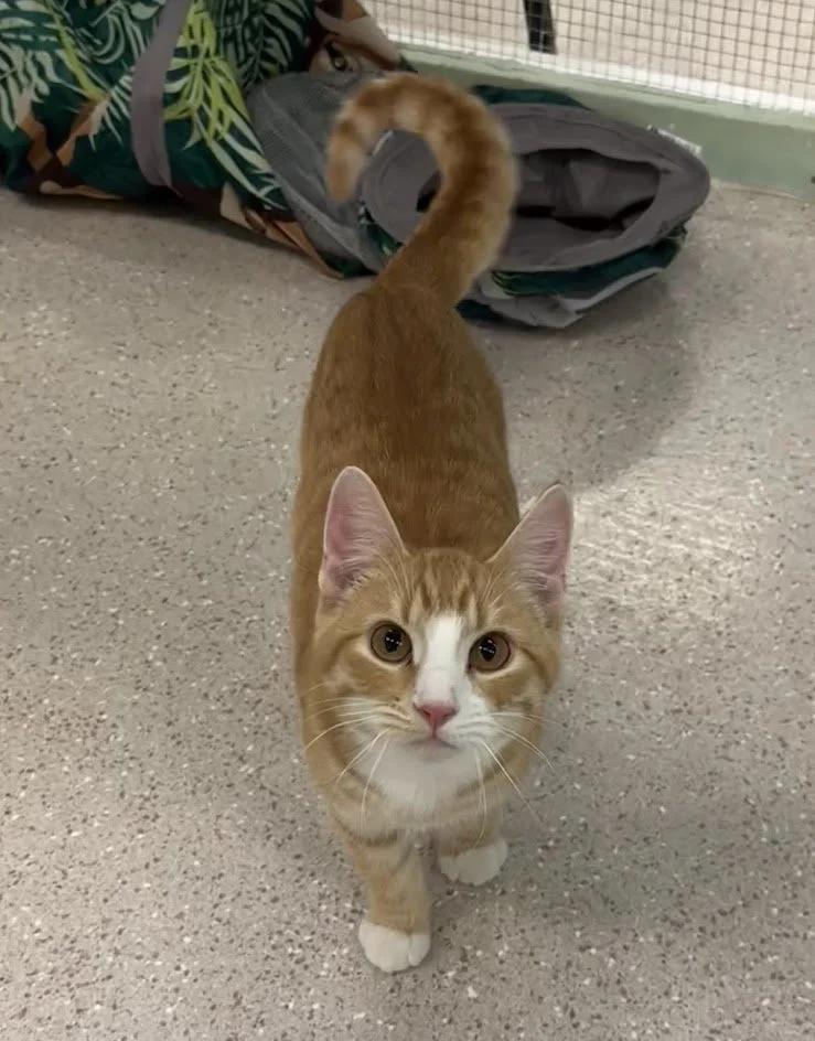 Enlarge Graham, a ADOPTABLE Domestic Short Hair in Winona, MN image 3/6