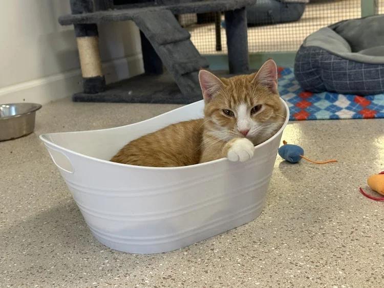 Enlarge Graham, a ADOPTABLE Domestic Short Hair in Winona, MN image 4/6