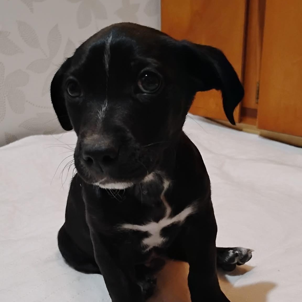 Enlarge Mike, a ADOPTABLE Mixed Breed in Kenosha, WI image 6/6