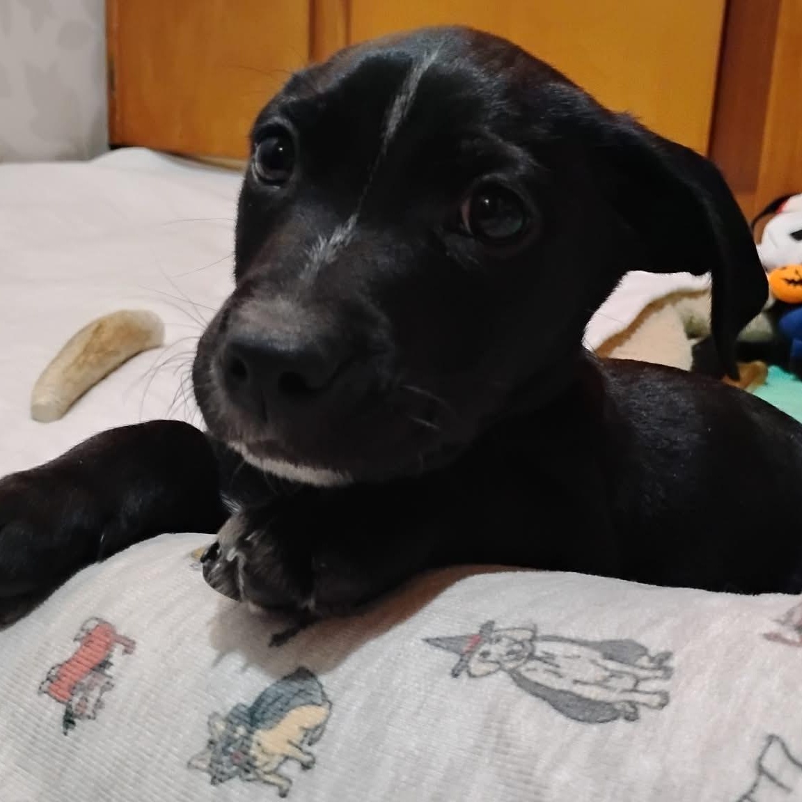 Enlarge Mike, a ADOPTABLE Mixed Breed in Kenosha, WI image 3/6