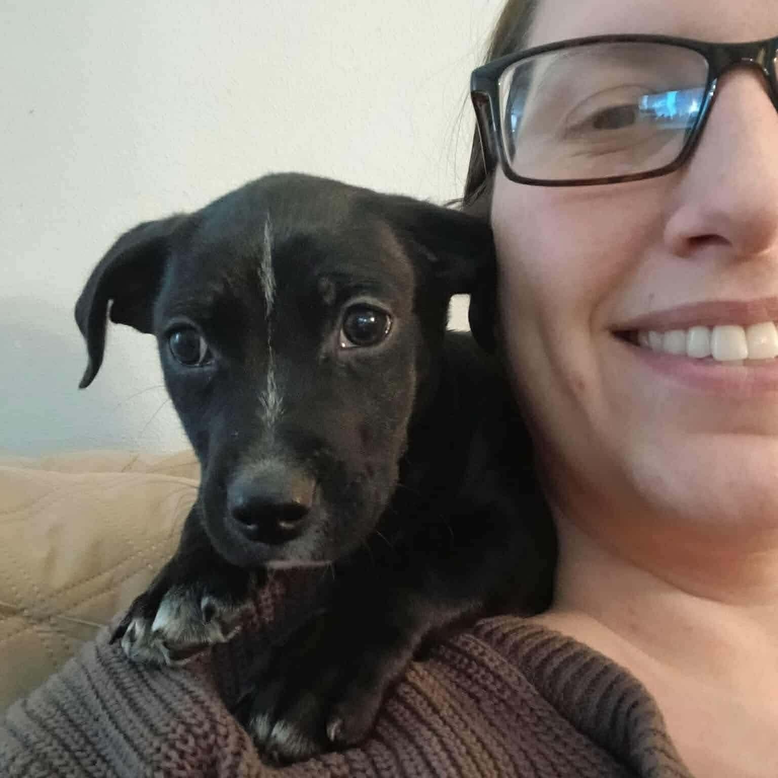 Mike, ADOPTABLE, Puppy Male Mixed Breed.