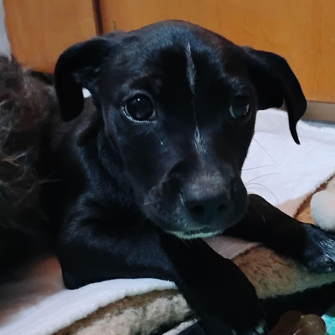 Enlarge Mike, a ADOPTABLE Mixed Breed in Kenosha, WI image 5/6