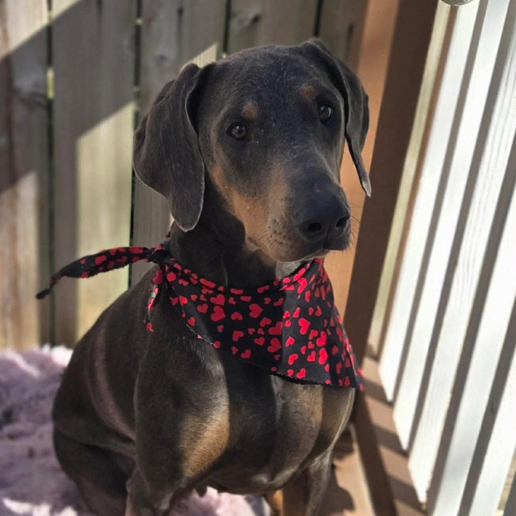 Zoe, a Adoptable Doberman Pinscher in Montgomery, TX image 3/6