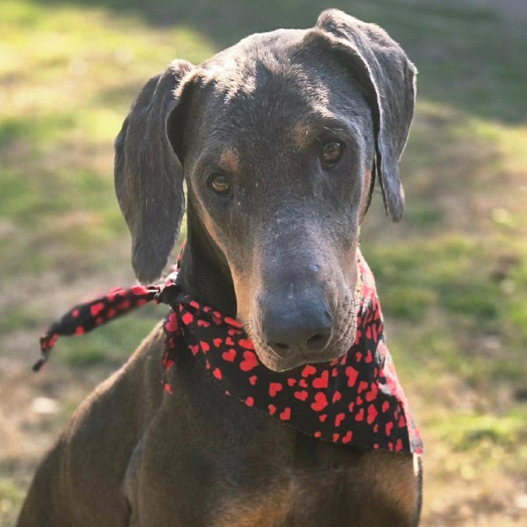 Zoe, Adoptable, Adult Female Doberman Pinscher.