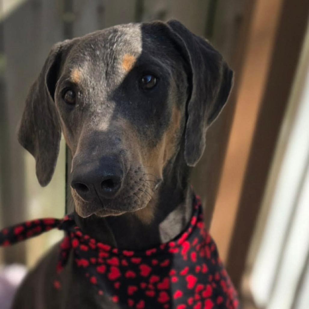 Zoe, a Adoptable Doberman Pinscher in Montgomery, TX image 4/6