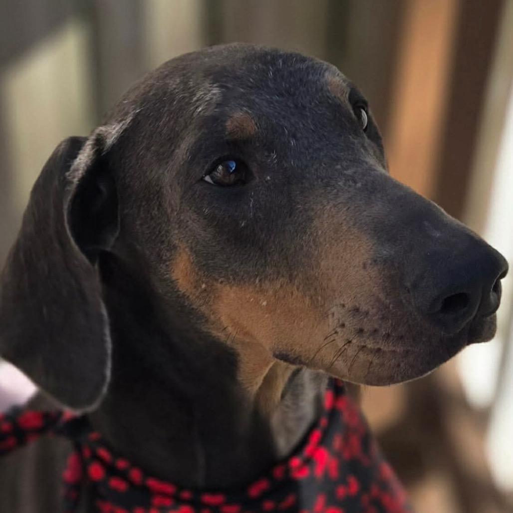 Zoe, a Adoptable Doberman Pinscher in Montgomery, TX image 6/6