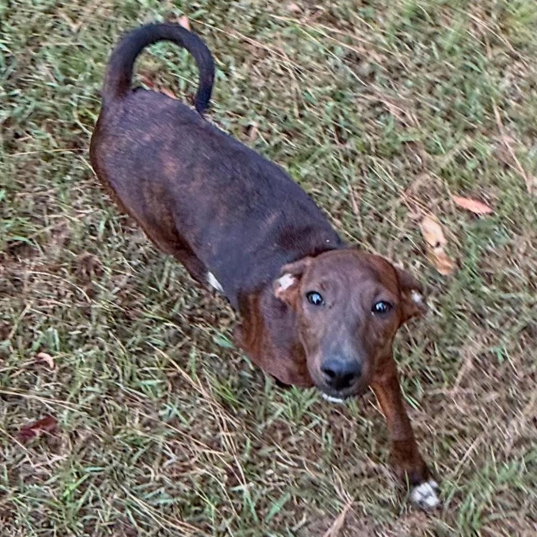 Angie, ADOPTABLE, Puppy Female Mixed Breed.