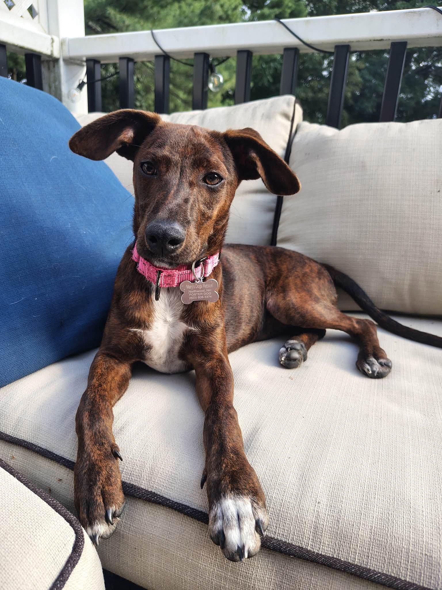 Angie HERE IN NH, a ADOPTABLE Mixed Breed in Northwood, NH image 3/5
