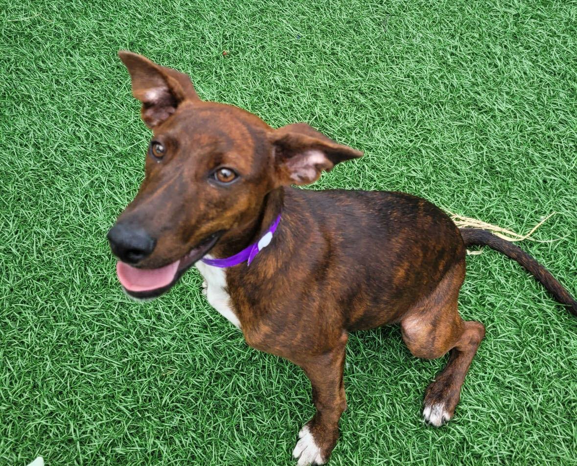 Angie HERE IN NH, ADOPTABLE, Puppy Female Mixed Breed.