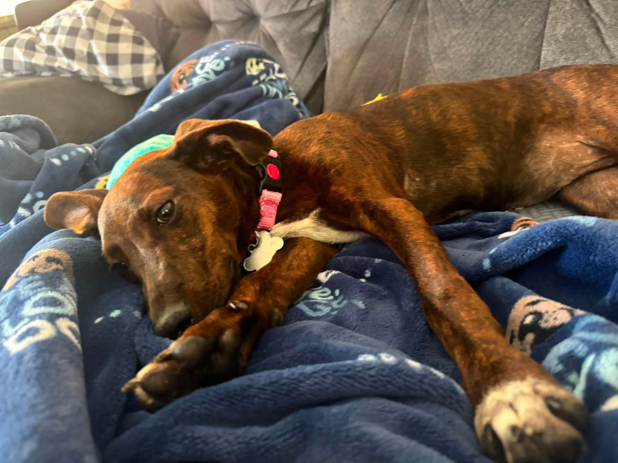 Angie HERE IN NH, a ADOPTABLE Mixed Breed in Northwood, NH image 5/5