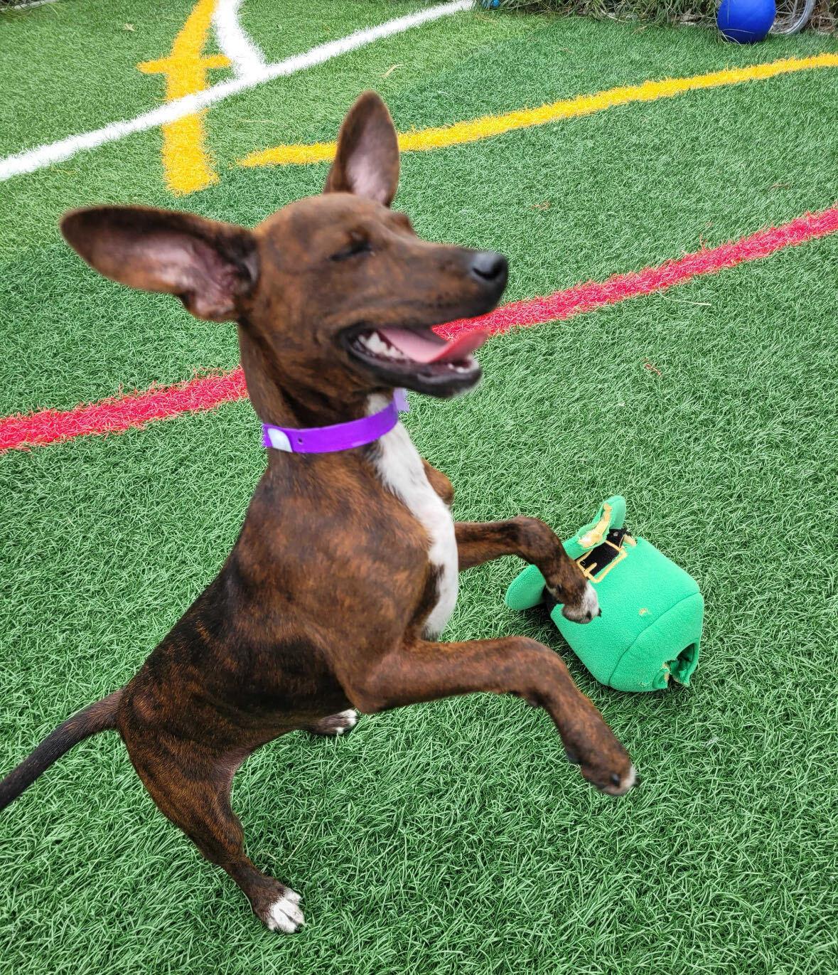 Angie HERE IN NH, a ADOPTABLE Mixed Breed in Northwood, NH image 2/5