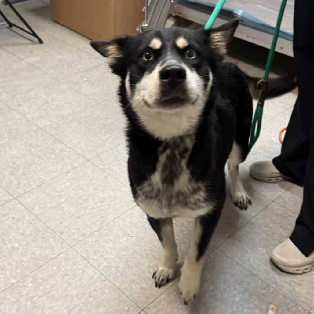 Enlarge Lily Mae, a Adoptable Husky in Baton Rouge, LA image 1/6