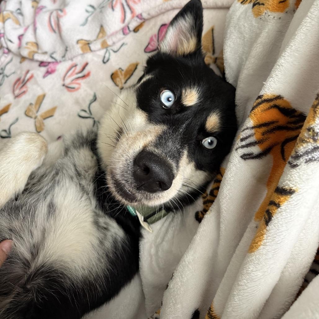 Enlarge Lily Mae, a Adoptable Husky in Baton Rouge, LA image 2/6