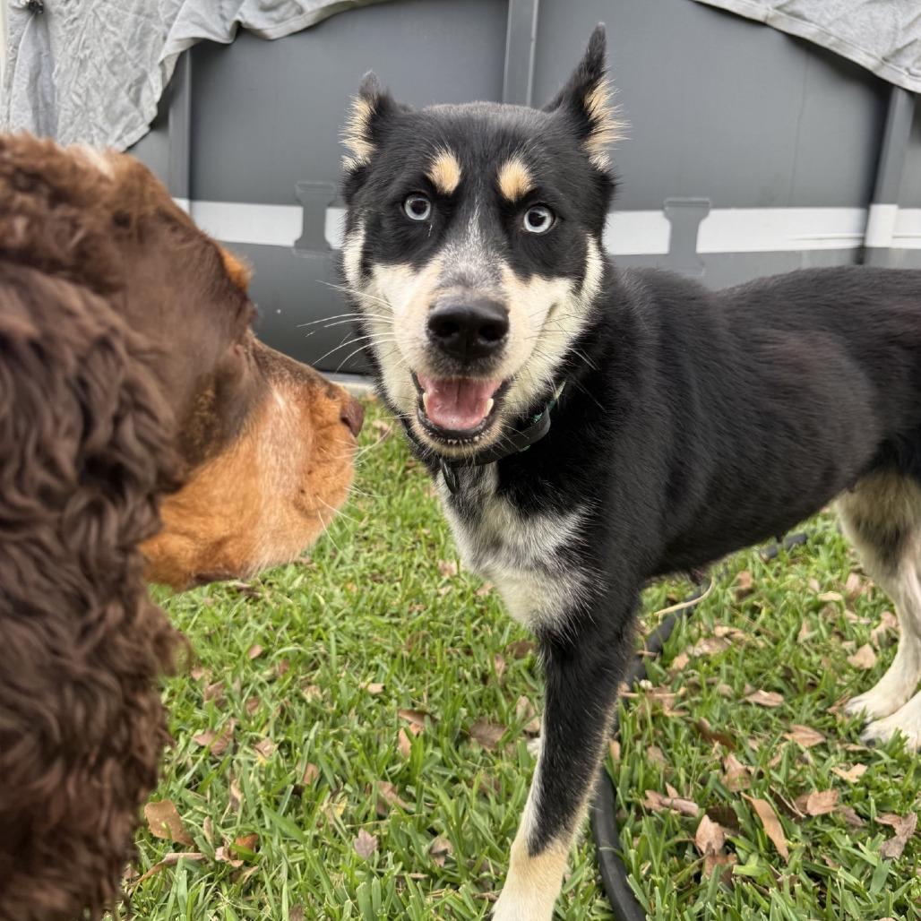 Enlarge Lily Mae, a Adoptable Husky in Baton Rouge, LA image 3/6