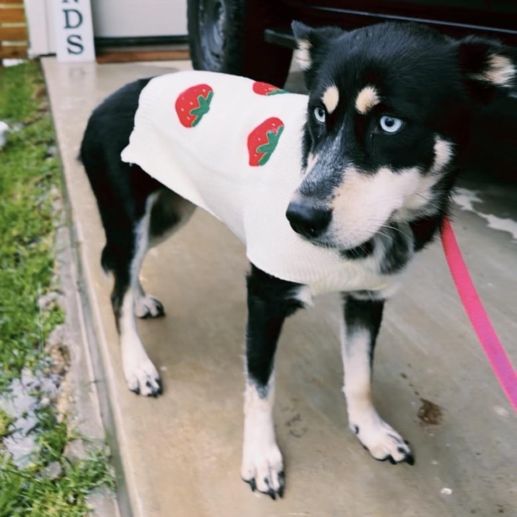 Lily Mae, a Adoptable Husky in Baton Rouge, LA image 4/6