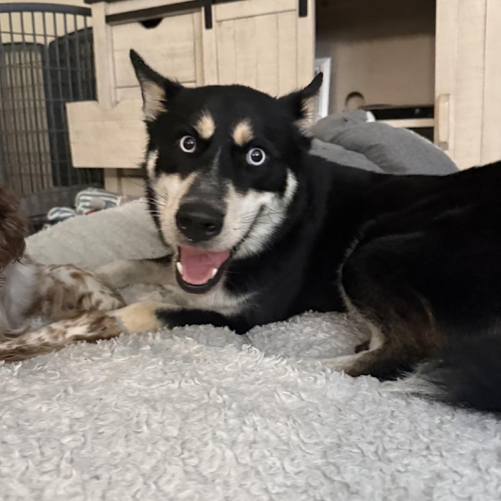 Enlarge Lily Mae, a Adoptable Husky in Baton Rouge, LA image 5/6