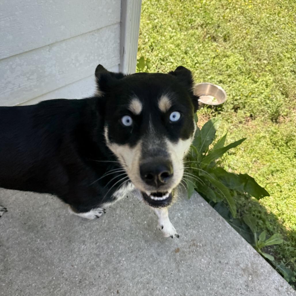 Enlarge Lily Mae, a Adoptable Husky in Baton Rouge, LA image 6/6