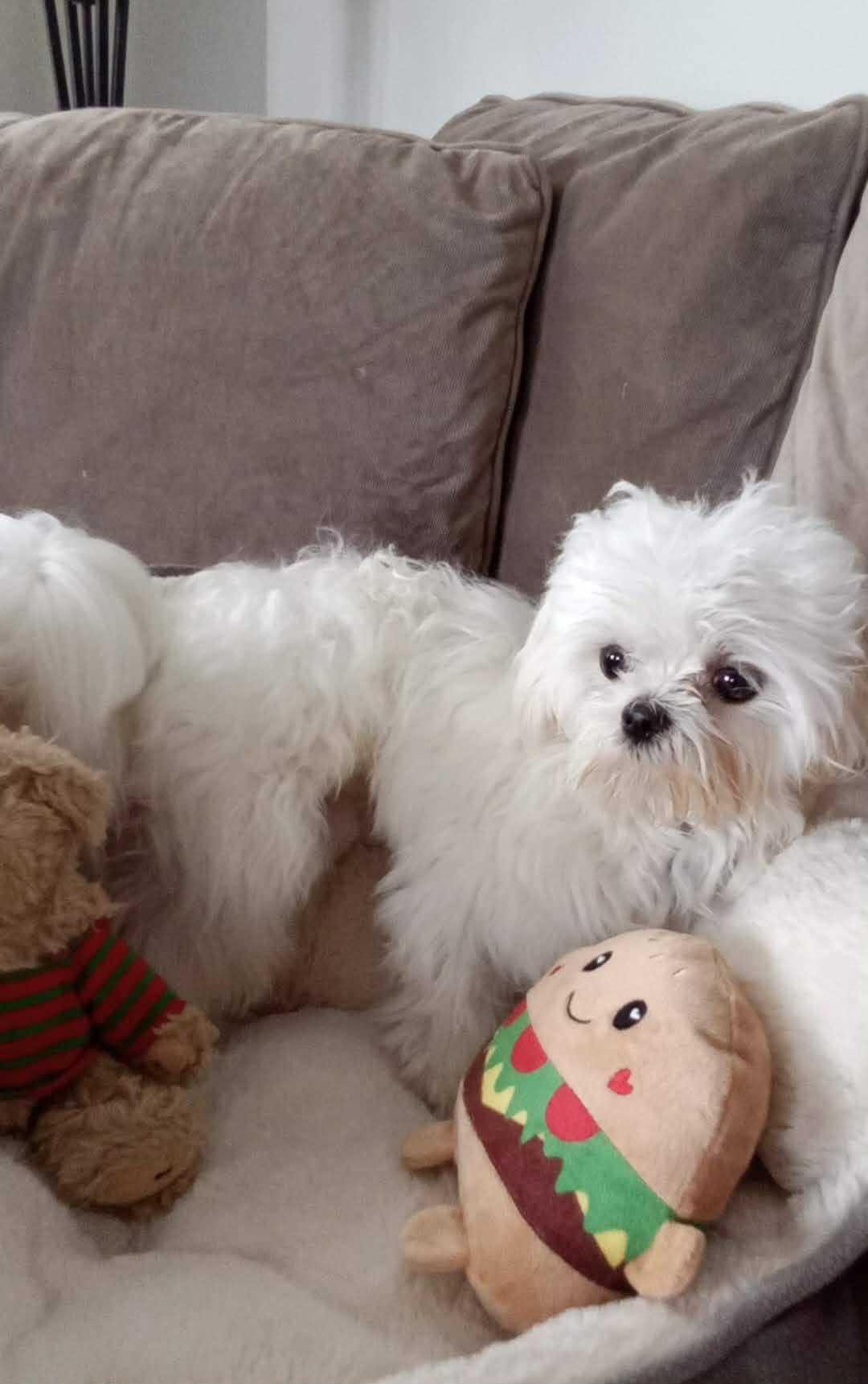 Pipie , adopted, Young Male Maltese.