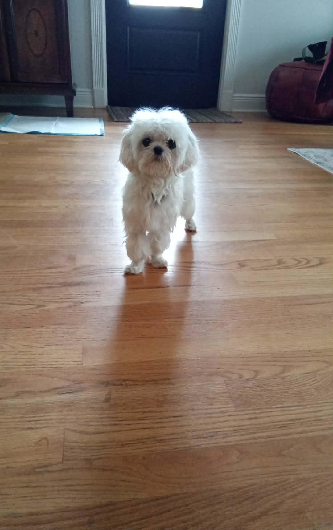 Enlarge Pipie , an adopted Maltese in Maitland, FL image 2/3