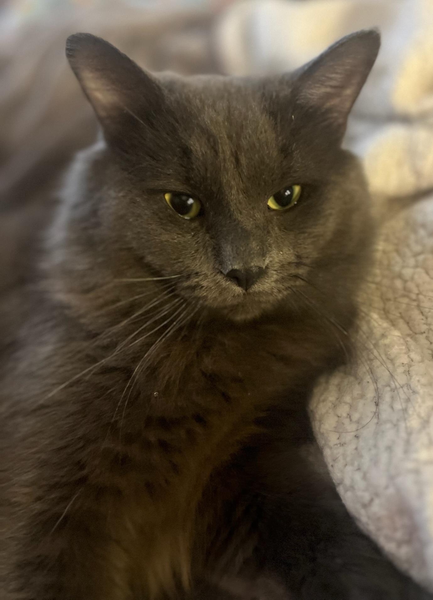 Patrick, Adopted, Young Male Domestic Medium Hair.