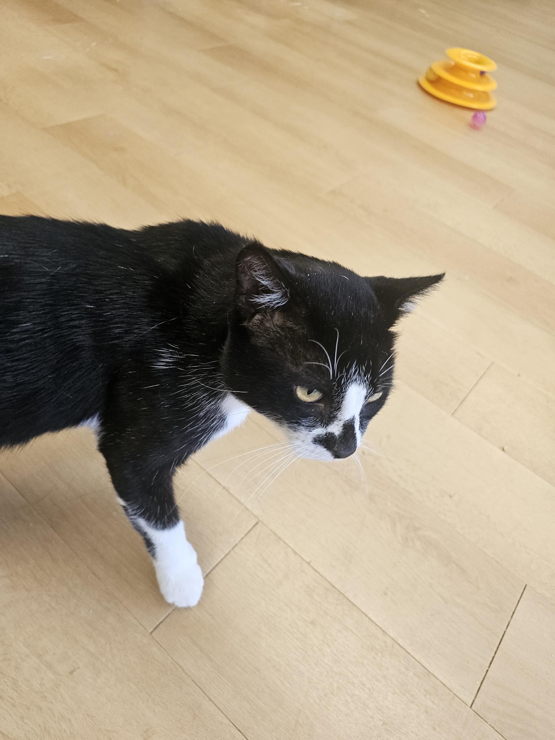 Tennessee, a Adoptable Domestic Short Hair in Pleasantville, NJ image 1/3