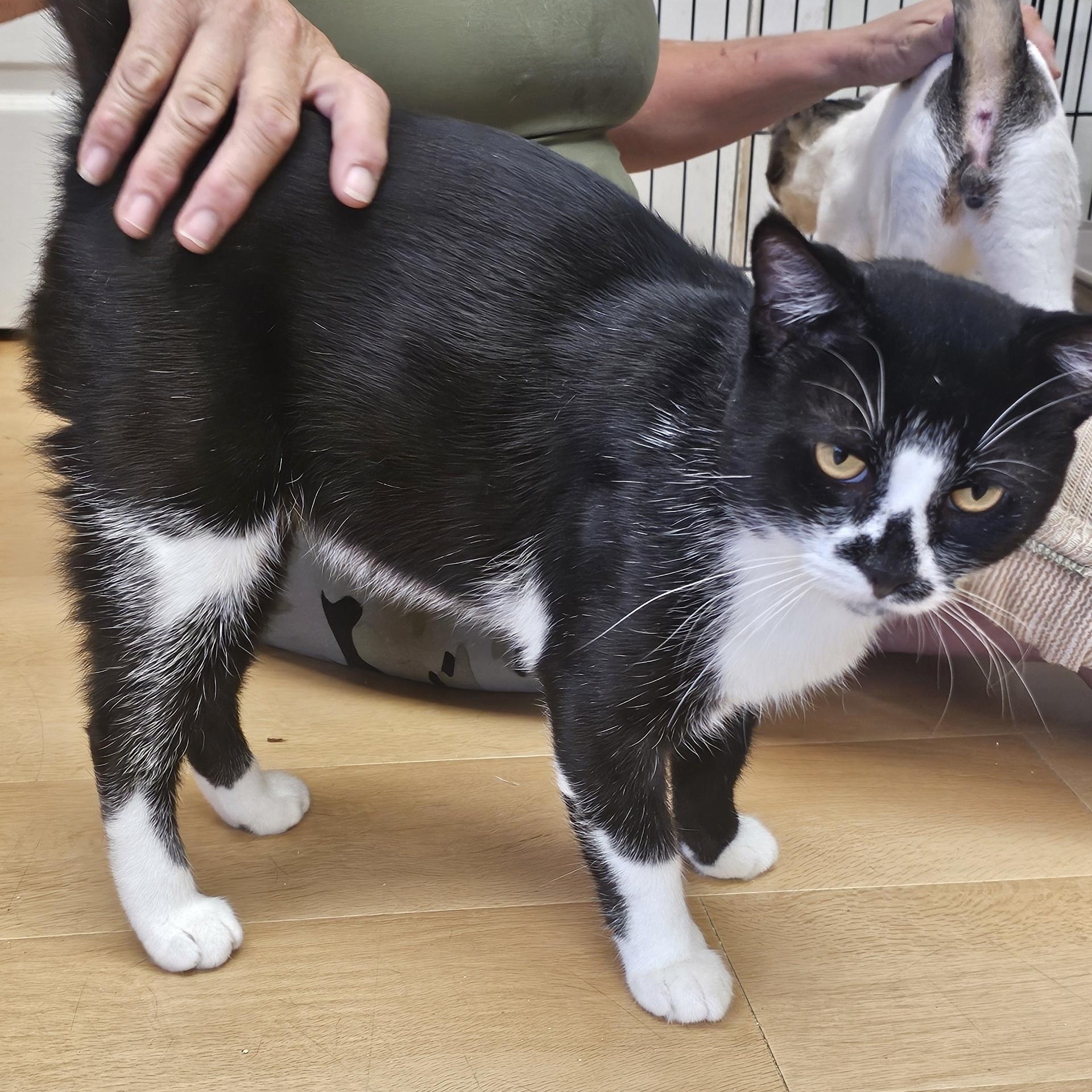 Enlarge Tennessee, a Adoptable Domestic Short Hair in Pleasantville, NJ image 2/4