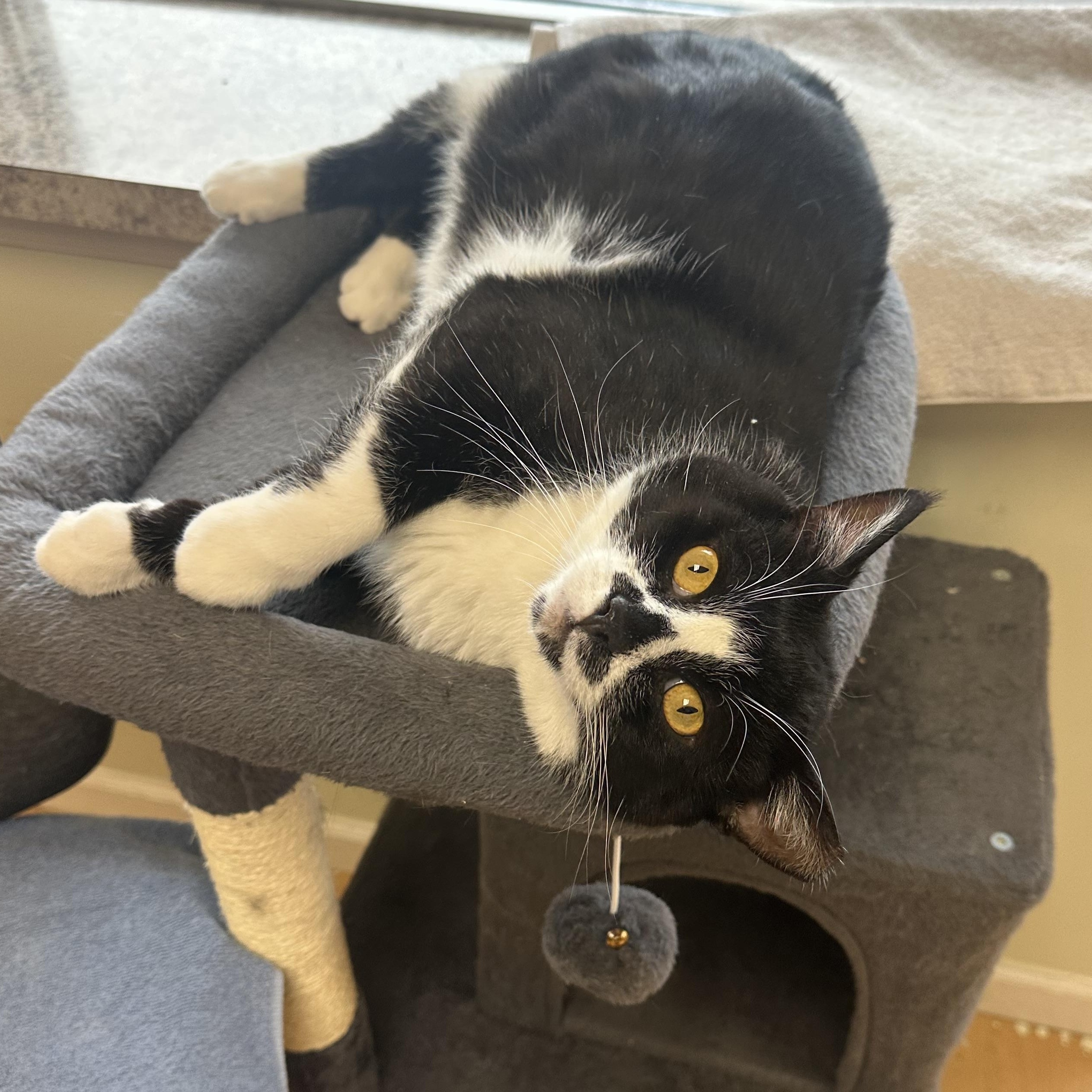 Enlarge Tennessee, a Adoptable Domestic Short Hair in Pleasantville, NJ image 3/4