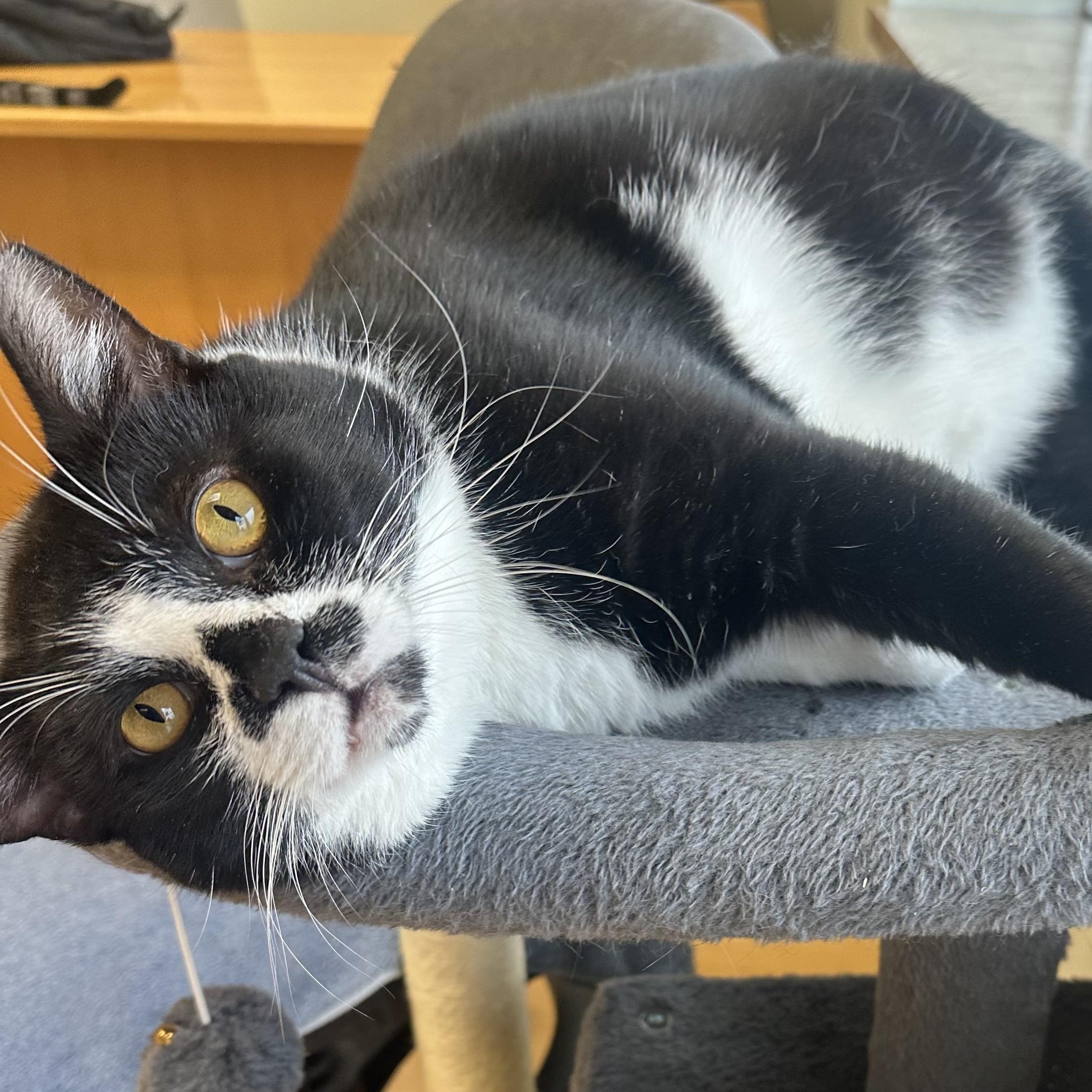 Enlarge Tennessee, a Adoptable Domestic Short Hair in Pleasantville, NJ image 4/4