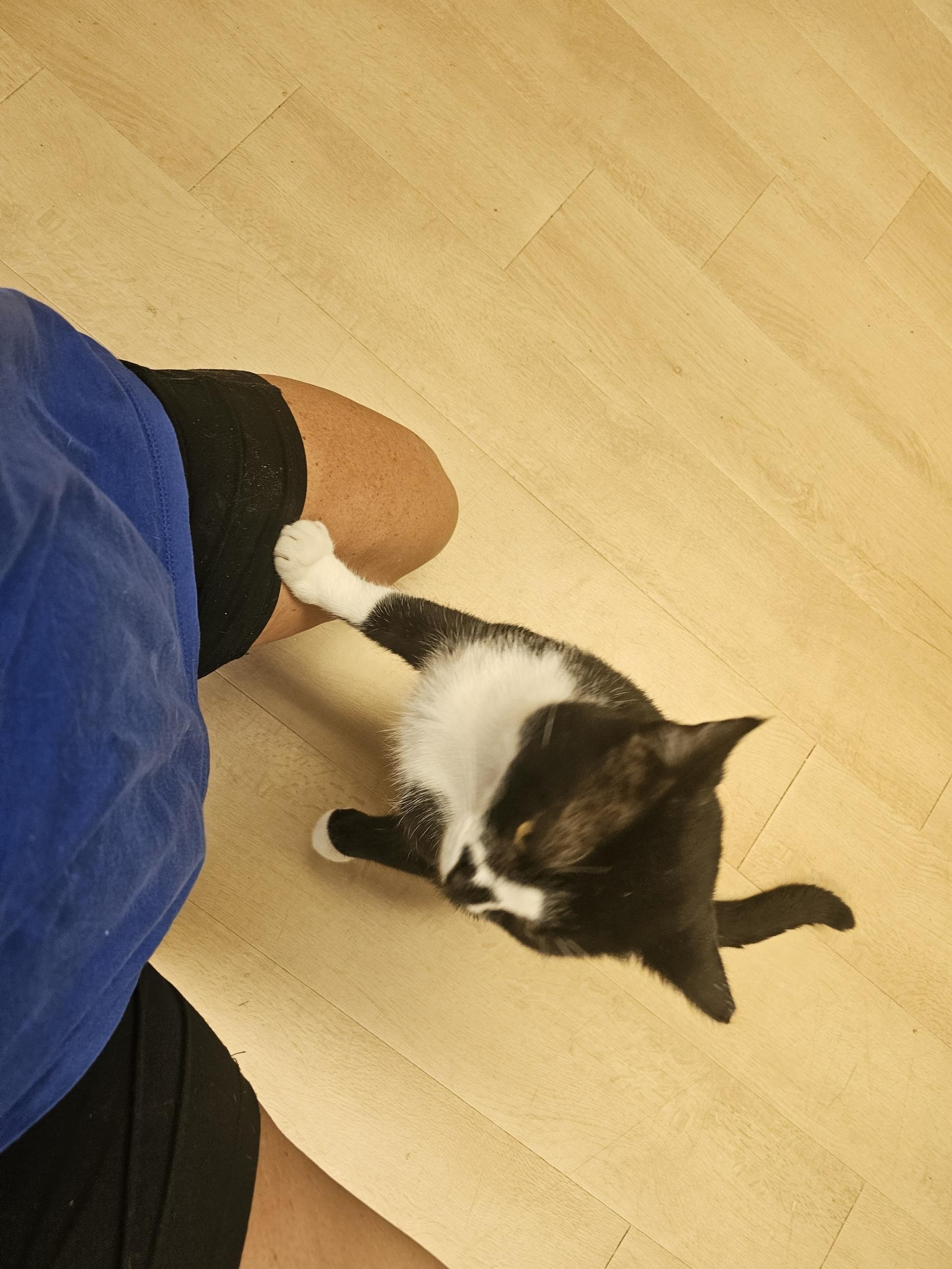 Tennessee, a Adoptable Domestic Short Hair in Pleasantville, NJ image 3/3