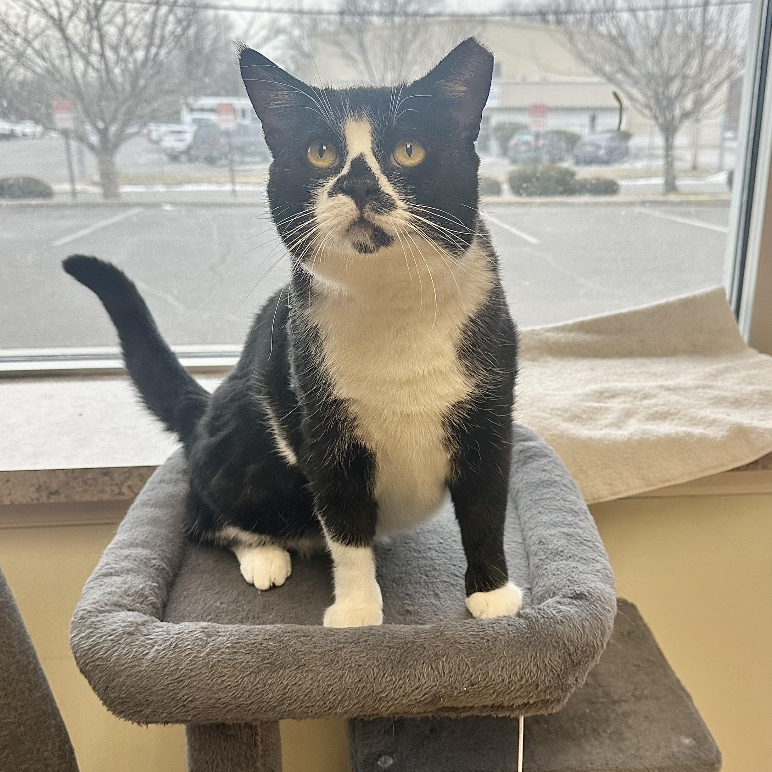 Enlarge Tennessee, a Adoptable Domestic Short Hair in Pleasantville, NJ image 1/4