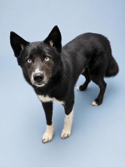 Henry (HW+), a Adoptable mixed breed in Bowling Green, KY image 1/2