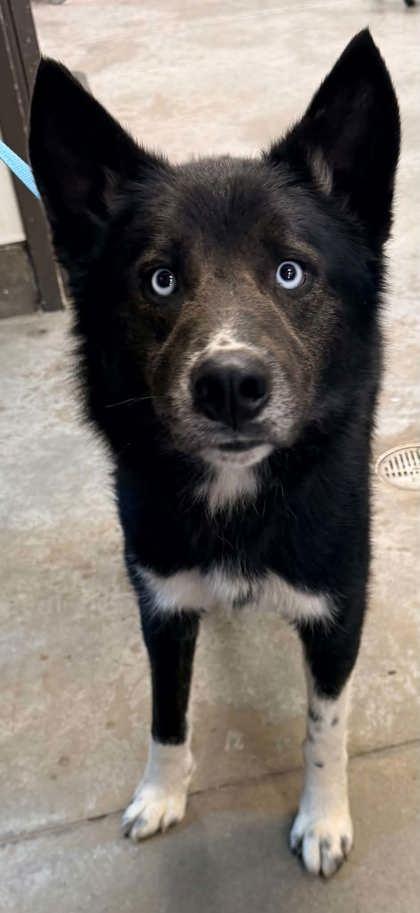 Henry (HW+), a Adoptable mixed breed in Bowling Green, KY image 2/2