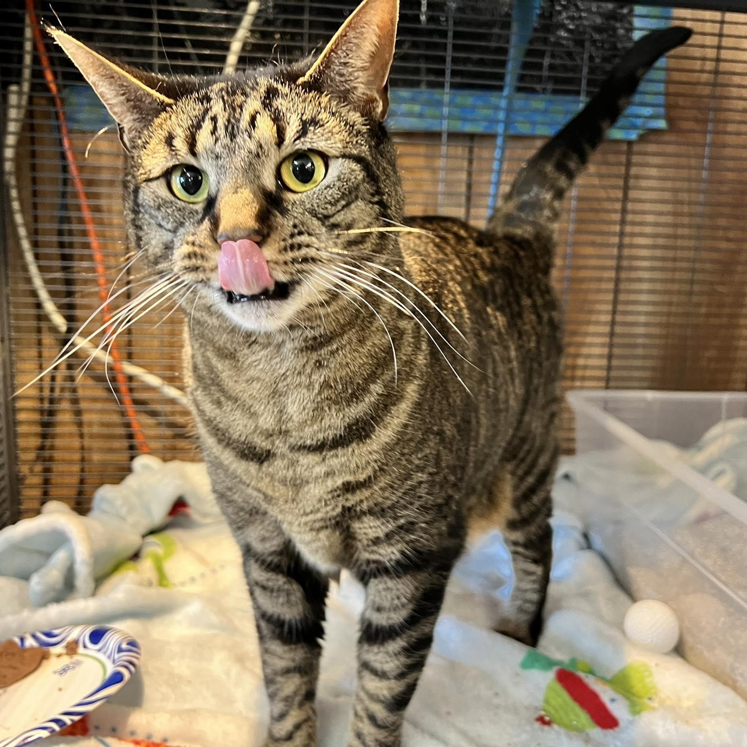 Enlarge BJ, a ADOPTABLE Domestic Short Hair in St Leonard, MD image 1/1