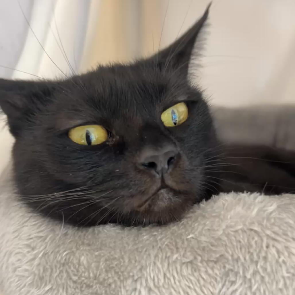 Sesame, Adoptable, Adult Female Domestic Short Hair.