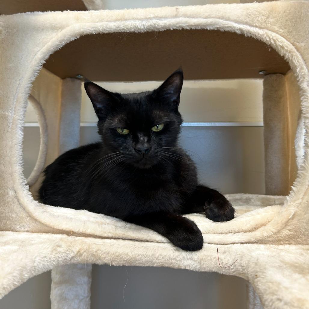 Sesame, a Adoptable Domestic Short Hair in Sonoma, CA image 2/6