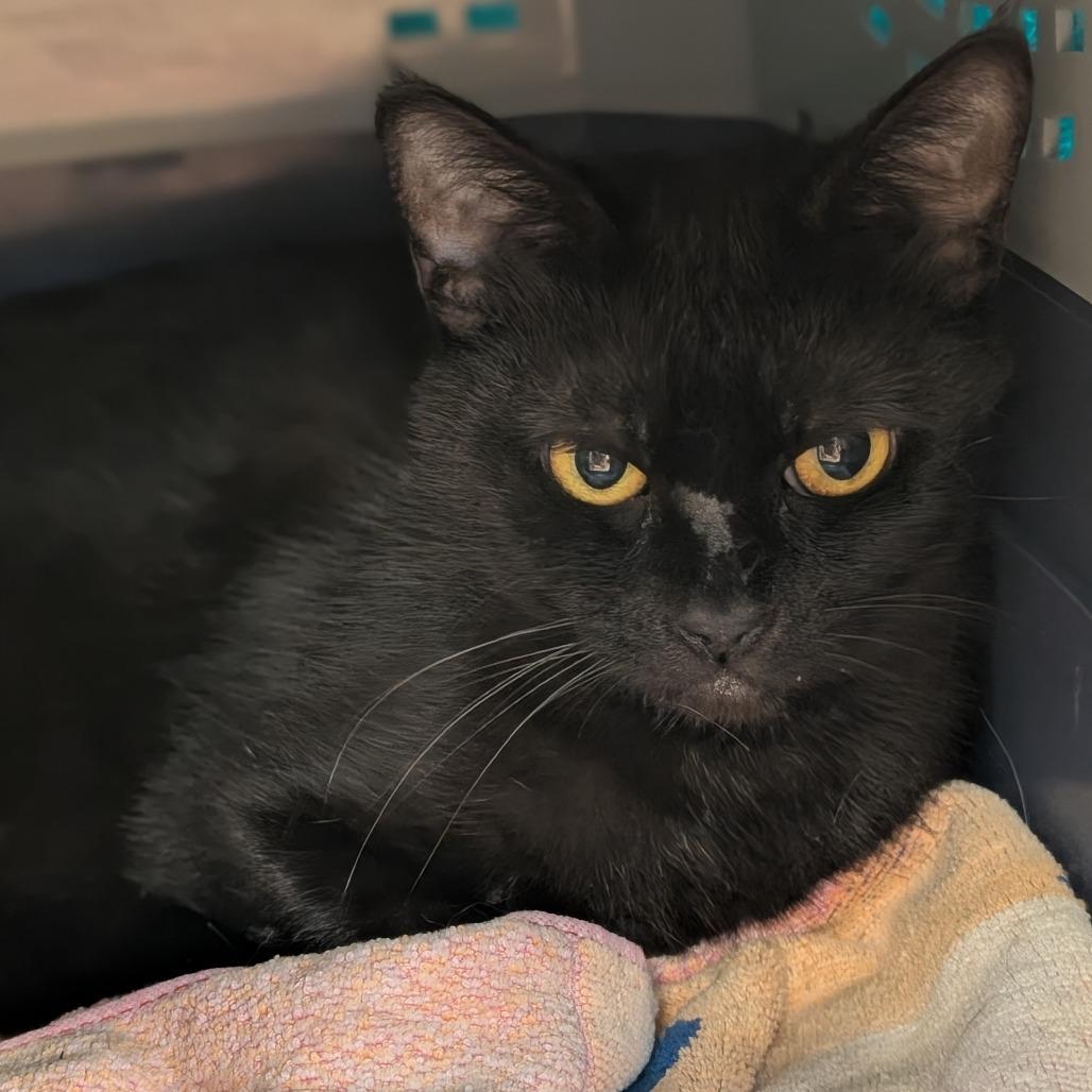 Sesame, Adoptable, Adult Female Domestic Short Hair.