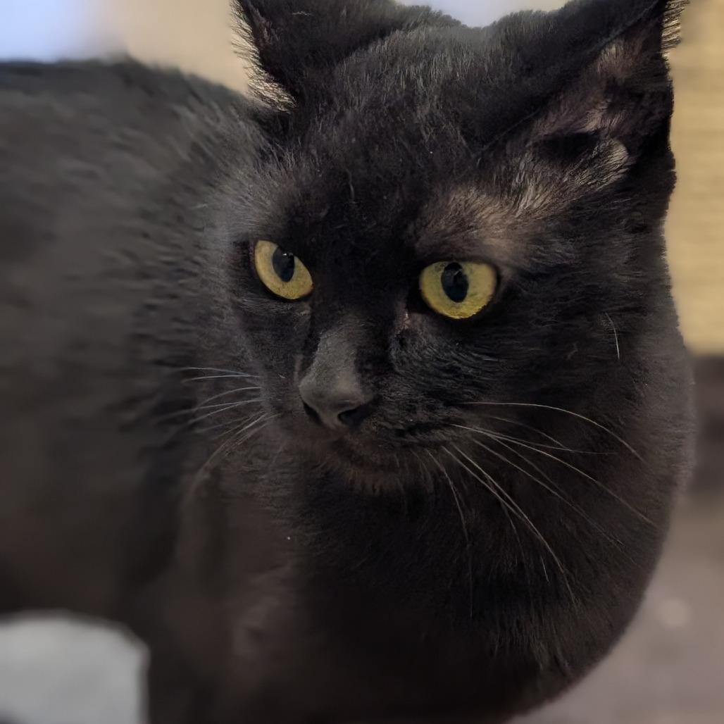 Sesame, a Adoptable Domestic Short Hair in Sonoma, CA image 3/6